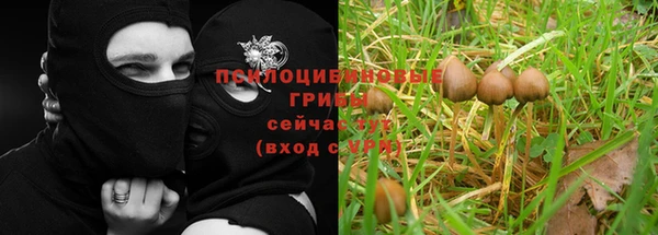 гашик Алексин